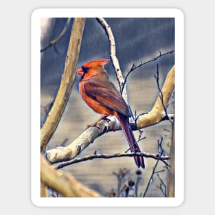 Northern Cardinal Sticker